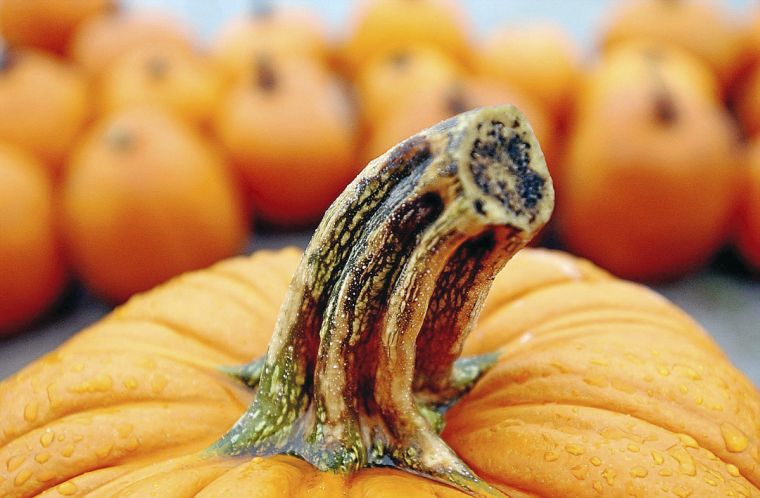 Pumpkin Festival at Shepherd’s Cross